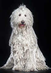 Komondor Dog, Hungarian Shepherd on Isolated Black Background