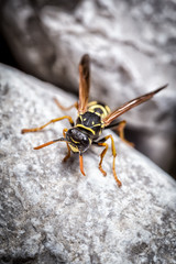 Wespe auf Stein