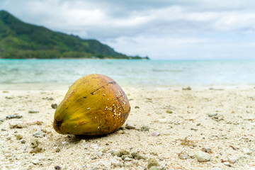 Fototapeta na wymiar Travel and holiday photos on an island near Tahiti. Coconut washed ashore with island in background.