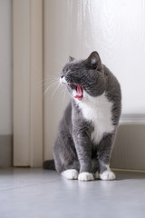 Gray cat, indoor shot