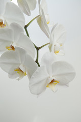 Fototapeta na wymiar White orchid. Phalaenopsis.