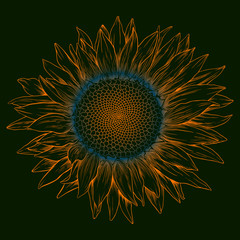 Fototapeta premium Vector colored sunflower.