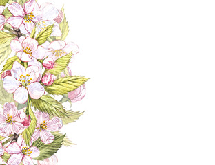 Apple frame botanical illustration. Card design with apple flowers and leaf. Watercolor botanical illustration isolated on white background.