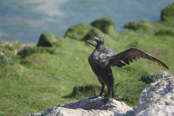 bird