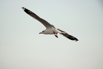 Seagull flying in the sky during sunset ( Science name is Charadriiformes Laridae ). Selective focus and shallow depth of field.