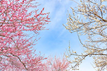 青空と梅の花