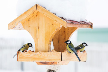 Obraz premium Karmnik dla ptaków z modraszką (Parus Caerulius) zimą