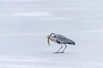 Large gray heron catches and swallows fish