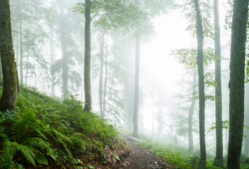Photo of misty forest with trees, plants, fern