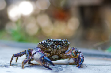crab on land