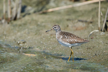 Wood sandpiper (Tringa glareola)