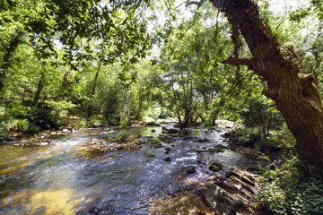 View of a mountain river called Anllons with the riverbed full of pines with banks covered with oaks and quite current, typically Atlantic forest in Galicia, Spain