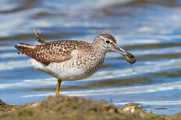 Wood sandpiper (Tringa glareola)