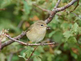 Common Chiffchaff (Phylloscopus collybita)