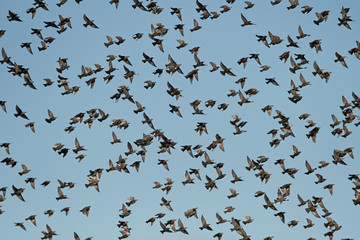 Common Starling (Sturnus vulgaris)