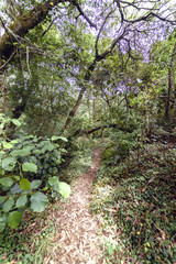 Small path covered with eucalyptus leaves in a forest with lots of vegetation and very green in Galicia, Spain