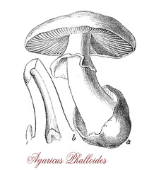 Vintage engraving of Amanita phalloides or death cap,deadly poisonous  fungus very similar to edible mushrooms with risk of accidental poisoning