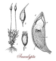 Vintage engraving of anacalypta, annual or biennial moss plant  of the Pottiaceae family, with yellow oval capsules with a teeth on the tip
