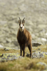 Tatra Chamois, Rupicapra rupicapra tatrica, High Tatras mountains, Tatra National Park, Slovakia