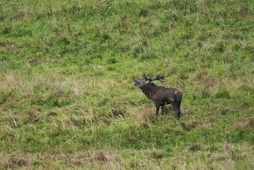 Red Deer, Cervus elaphus, stag during autumn rutting, troat after mud batching, Europe