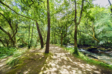 Road parallel to the mountain river called Anllons. With banks covered with oaks, typically Atlantic forest in Galicia, Spain
