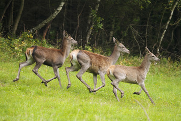 Red Deer, Cervus elaphus, herbivore in autumn forest, Europe
