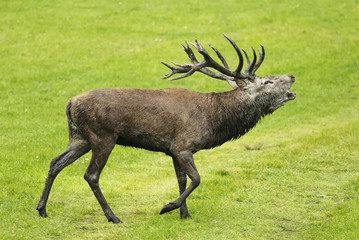Red Deer, Cervus elaphus, stag during autumn rutting, troat after mud batching, Europe