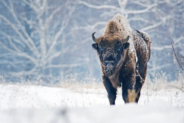 European Bison, Bison Bonasus, big herbivore herd in winter, endangered mammal, Slovakia
