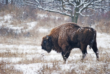 European Bison, Bison Bonasus, big herbivore herd in winter, endangered mammal, Slovakia