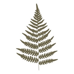 Fern. Green on a white background. Silhouette. Isolated. Vector illustration.