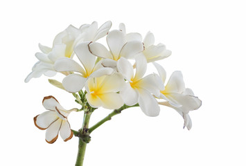 beautiful white plumeria flowers isolated on white background, temple tree
