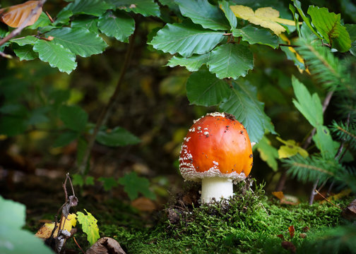 Fly agaric red mushroom in a forest