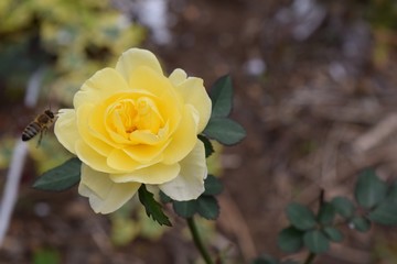 Yellow rose with bee collecting nictar on natural background