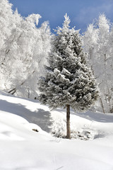 il pino attorniato dalle betulle in una gelida giornata invernale.