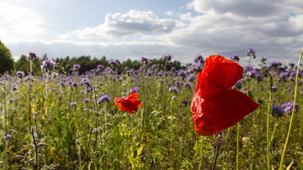 Poppies and Cornflowers meadow in the late afternoon, Backlit Photograph. Lüneburger Heide, Germany