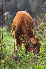 Cows kept in the green / grass cow kept biologically in a meadow Organic animal husbandry