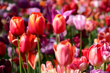 Obraz premium Blooming tulips flowerbed in Keukenhof flower garden, Netherland
