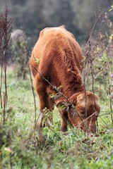 Cows kept in the green / grass cow kept biologically in a meadow Organic animal husbandry