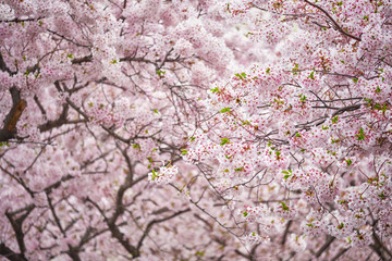 Blooming sakura cherry blossom