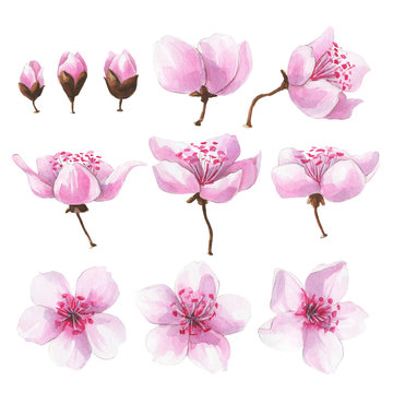 Hand drawn watercolor pink sakura flowers set.