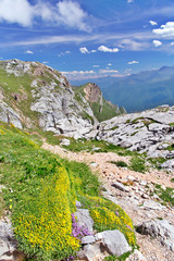 Green grass and flowers between stones in mountains