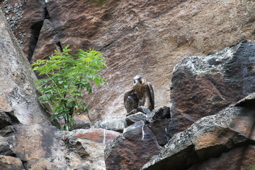 young peregrine falcon (Falco peregrinus) Germany
