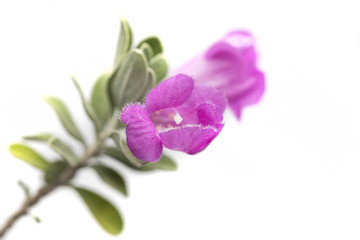 Purple flower on light gray background