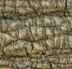 Abstract tree bark texture. Background from a natural tree