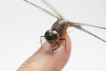 Dragonfly perched on finger