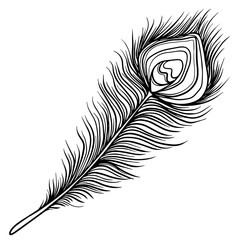 Hand drawn peacock black feather