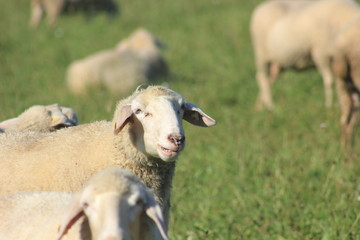 Obraz premium Flock of sheep with male animals to these are called Bock or Aries and female sheep