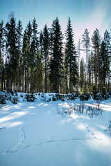 Animal tracks in snow on a frozen pond