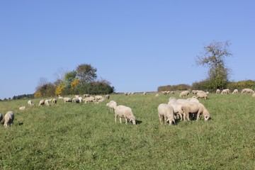 Naklejka na ściany i meble Flock of sheep with male animals to these are called Bock or Aries and female sheep