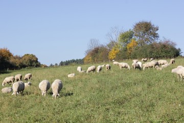Fototapeta premium Flock of sheep with male animals to these are called Bock or Aries and female sheep